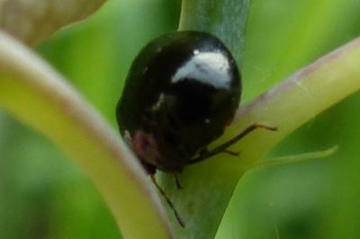 <i>Coptosoma scutellatum</i>
