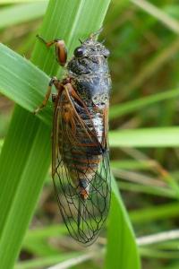 <i>Cicadetta</i>