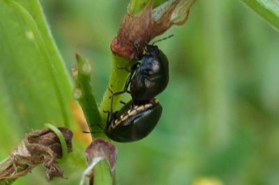 <i>Coptosoma scutellatum</i>