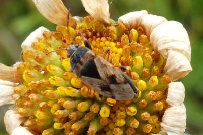 <i>Trapezonotus ullrichi</i>