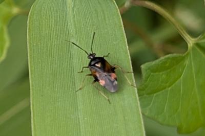 <i>Deraeocoris ruber</i>