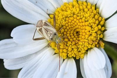 <i>Adelphocoris</i>