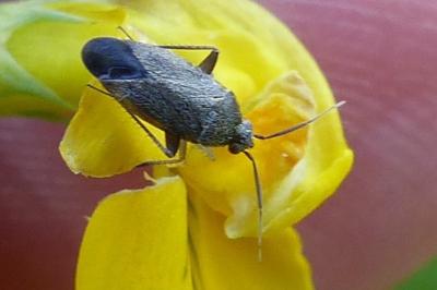<i>Heterocordylus tibialis</i>