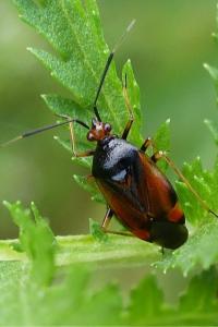 <i>Deraeocoris ruber</i>