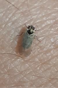 <i>Hyalesthes obsoletus</i>