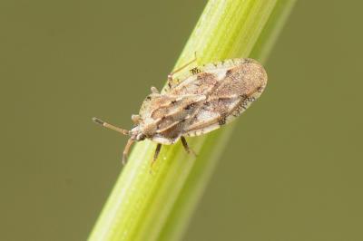 <i>Tingis cardui</i>