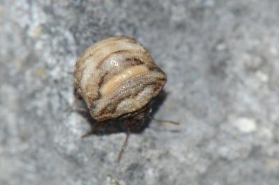 <i>Vilpianus galii</i>