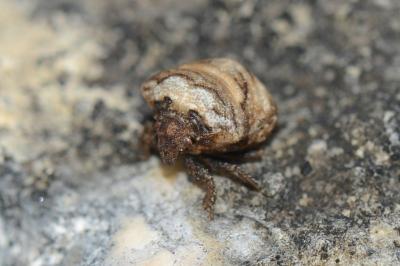 <i>Vilpianus galii</i>