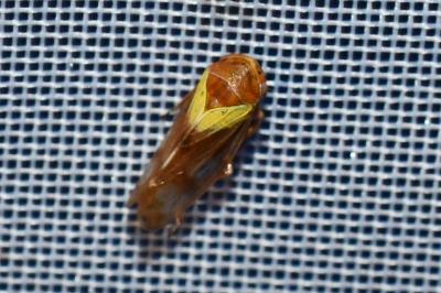 <i>Oncopsis</i>