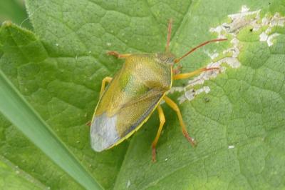 <i>Piezodorus lituratus</i>
