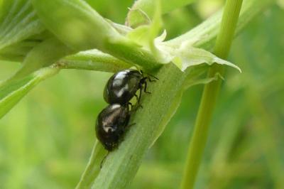<i>Coptosoma scutellatum</i>