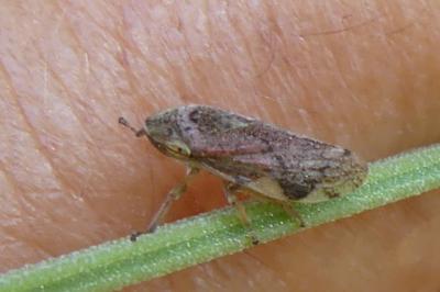 <i>Aphrophora alni</i>