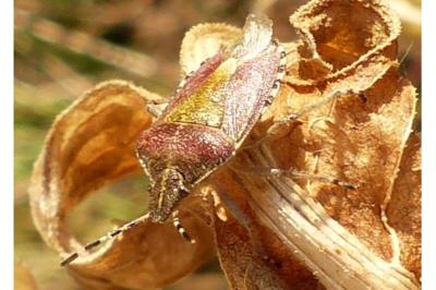<i>Dolycoris baccarum</i>