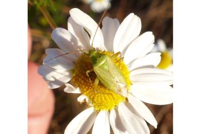 <i>Closterotomus norwegicus</i>