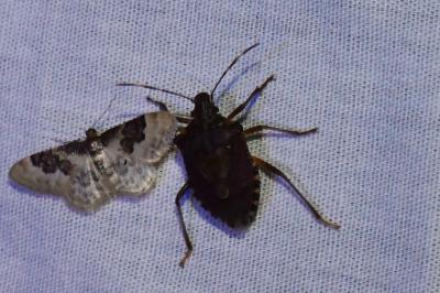 <i>Halyomorpha halys</i>