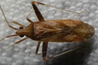 <i>Phytocoris</i>