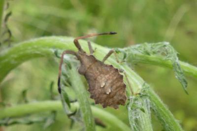 <i>Enoplops scapha</i>
