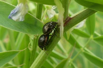 <i>Coptosoma scutellatum</i>