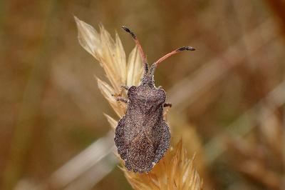 <i>Enoplops scapha</i>