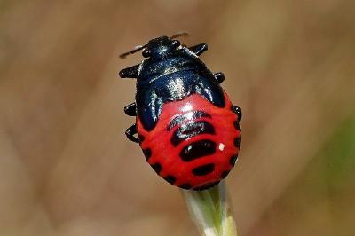 <i>Zicrona caerulea</i>