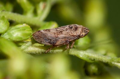 <i>Philaenus spumarius</i>