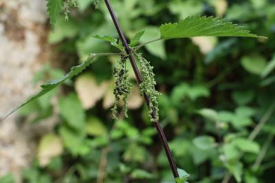 <i>Nezara viridula</i>