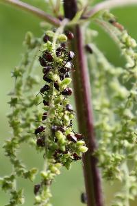 <i>Nezara viridula</i>
