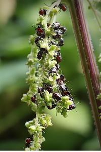 <i>Nezara viridula</i>
