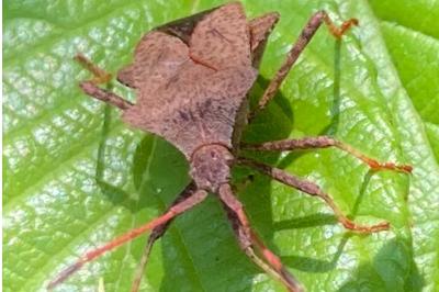 <i>Coreus marginatus</i>