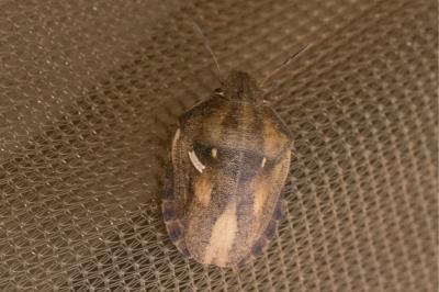 <i>Eurygaster maura</i>