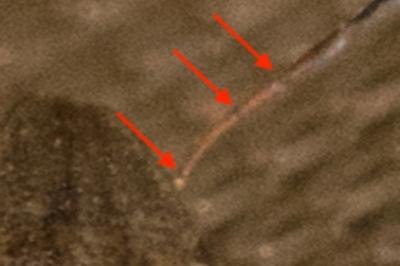 <i>Eurygaster maura</i>