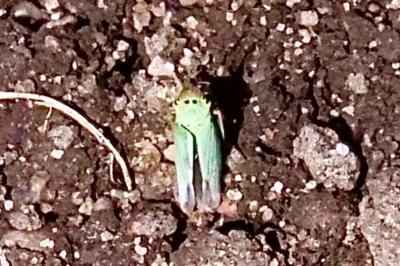 <i>Cicadella viridis</i>