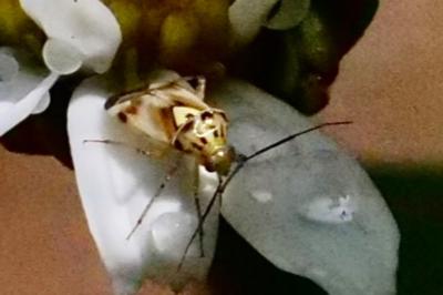 <i>Lygus pratensis</i>