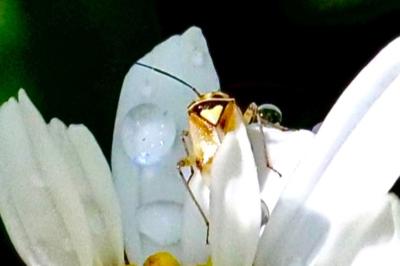 <i>Lygus pratensis</i>