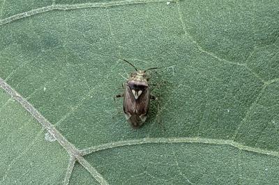 <i>Lygus pratensis</i>