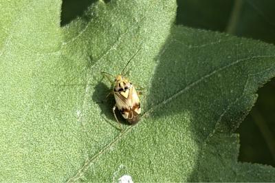 <i>Lygus pratensis</i>