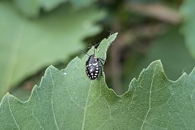 <i>Nezara viridula</i>