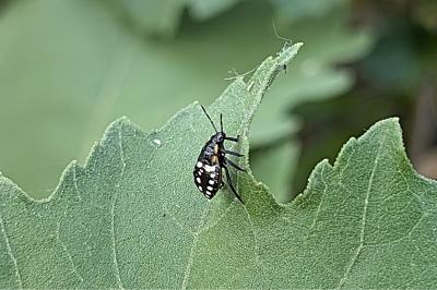 <i>Nezara viridula</i>