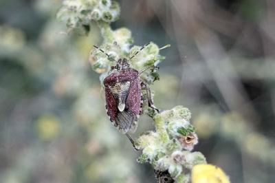 <i>Dolycoris baccarum</i>