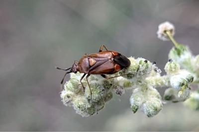 <i>Deraeocoris ruber</i>
