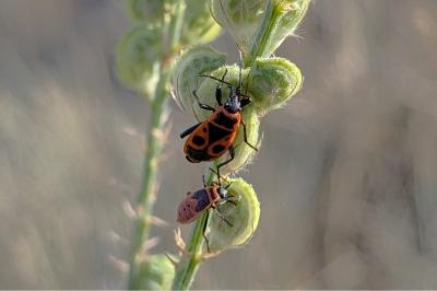 <i>Pyrrhocoris apterus</i>