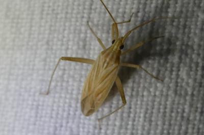 <i>Miridius quadrivirgatus</i>