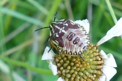 <i>Carpocoris purpureipennis</i>