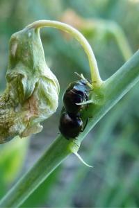 <i>Coptosoma scutellatum</i>