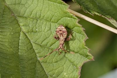 <i>Coreus marginatus</i>