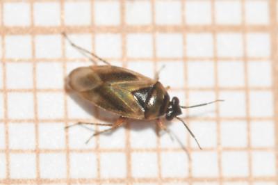 <i>Salicarus roseri</i>