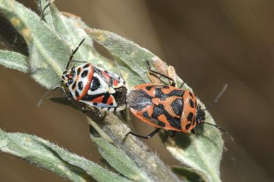<i>Eurydema ornata</i>