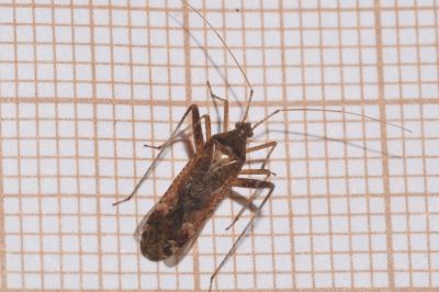 <i>Phytocoris ulmi</i>