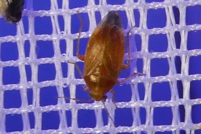 <i>Agnocoris</i>