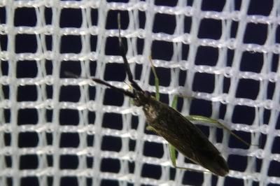 <i>Heterotoma planicornis</i>